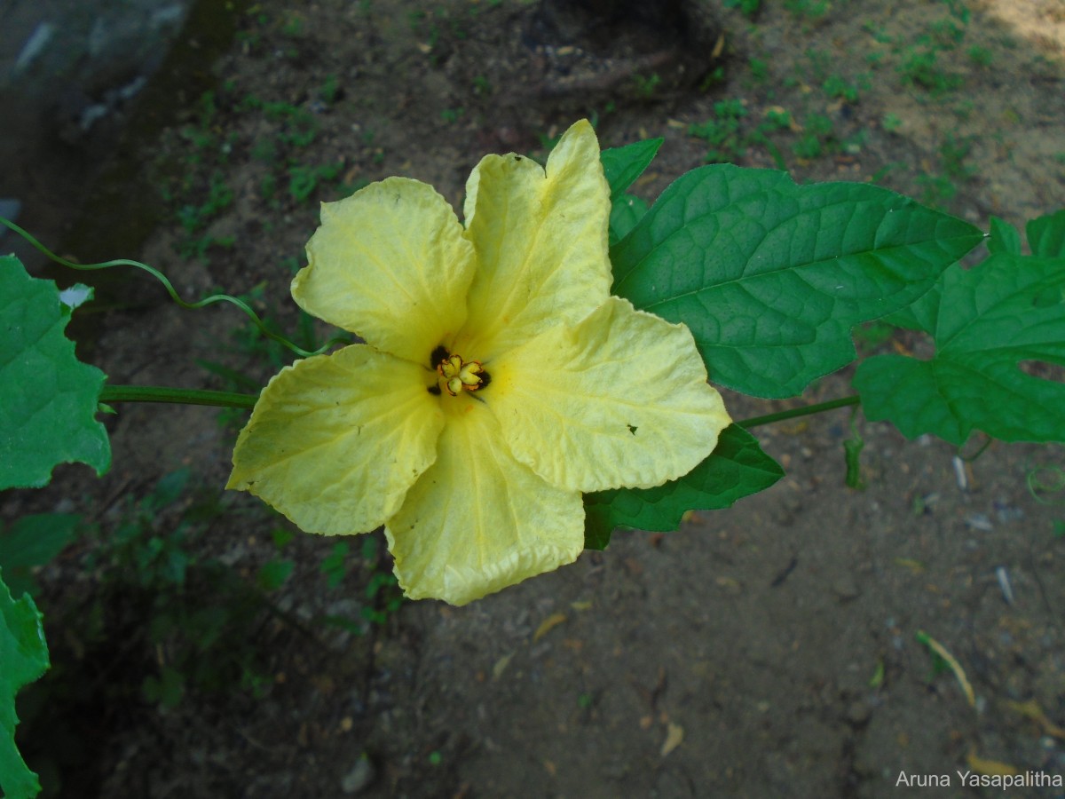 Momordica charantia L.